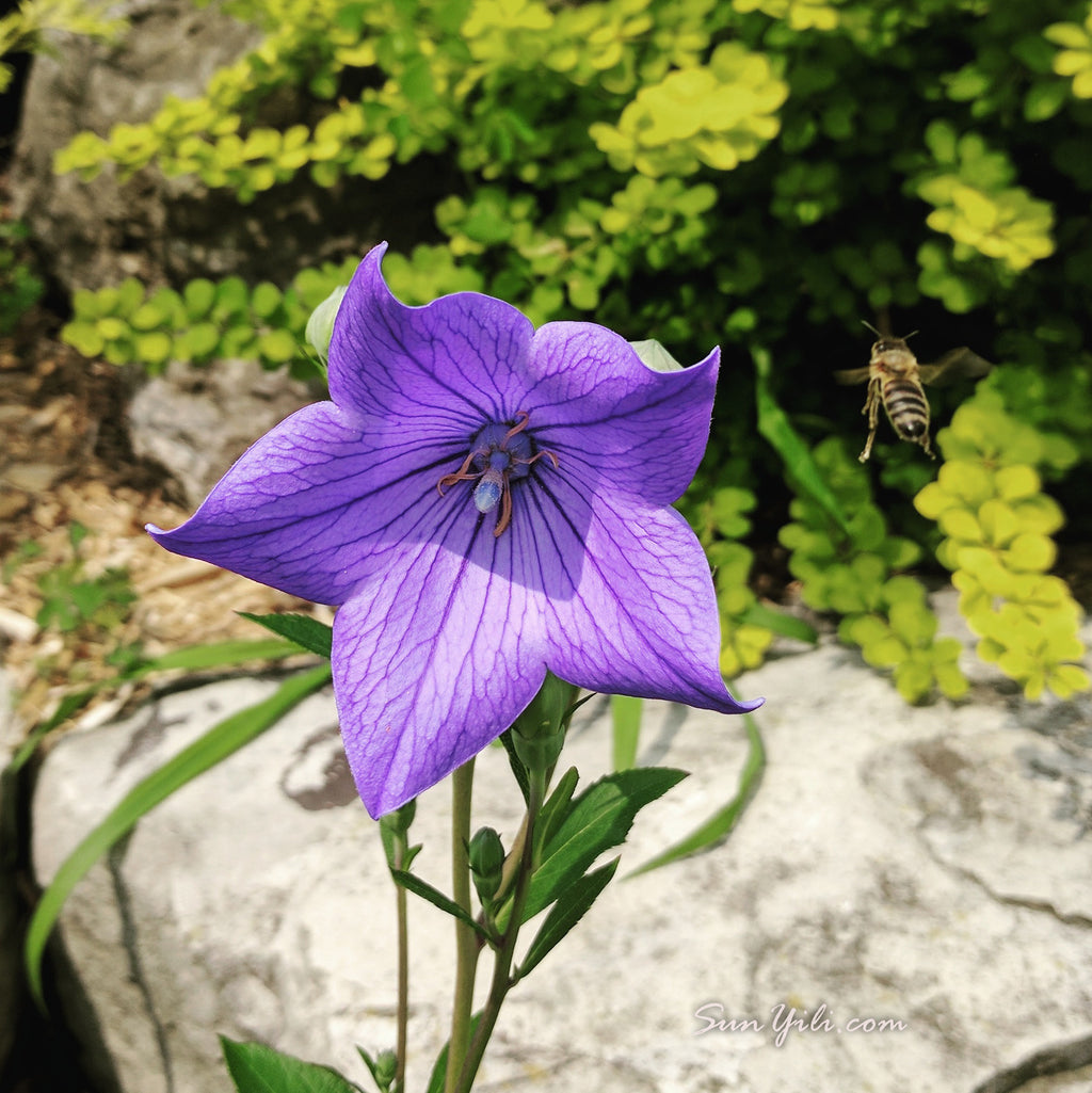Bee Purple