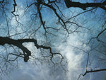 Branch Sky